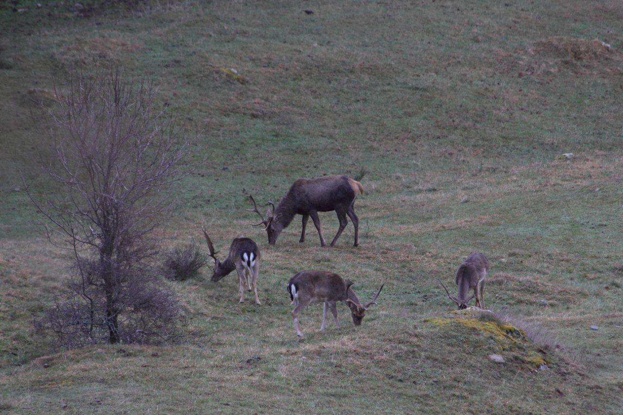 Cervi e Daini...da mesi sempre insieme